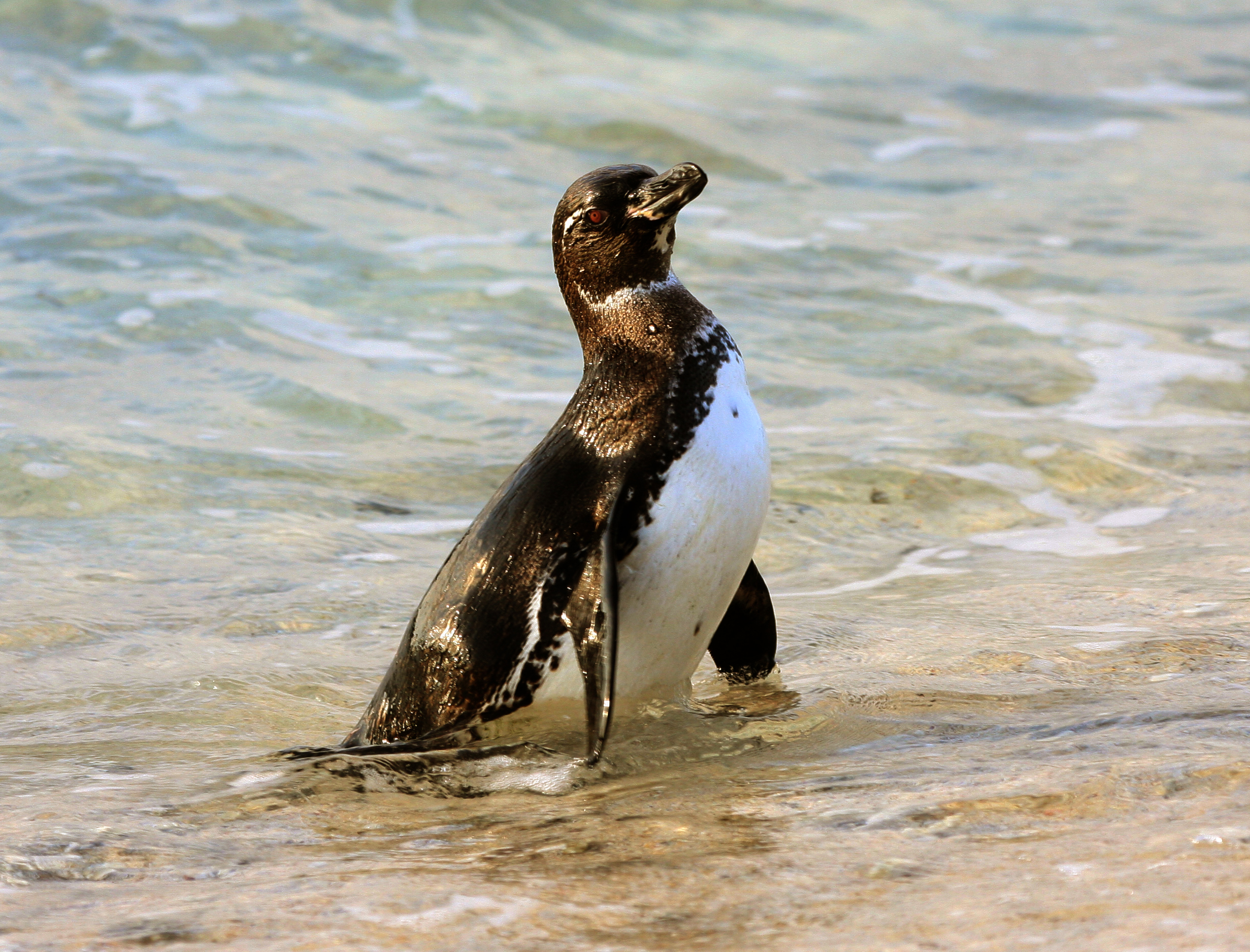 Galapagos Penguin / Two Galapagos Penguins - Shetzers Photography