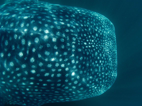 Galapagos Whale Shark Project Update - Galapagos Conservation Trust