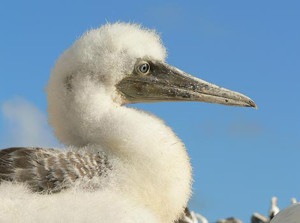 Galapagos Wildlife: Blue footed booby chick © Liz Hall