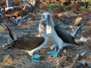 Galapagos Wildlife: Blue footed booby pair © Sally Wellman