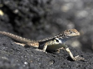 Galapagos Wildlife: Lava Lizard © Chris Deeney