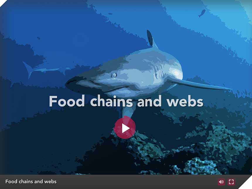 simple ocean food web for kids