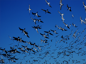 Galapagos Wildlife: Flying boobies © Caroline Pannell