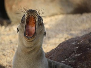 Galapagos Wildlife: Yawning Sea Lion © Barbara and Tim Buckley-Owen