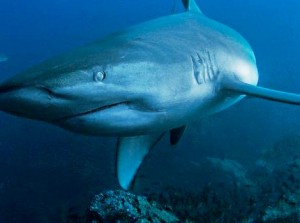 Galapagos Wildlife: Galapagos Shark © Jonathan Green