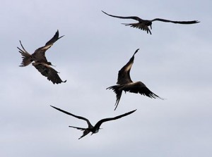 Galapagos Wildlife: Frigatebirds in aerial combat © David Walliams