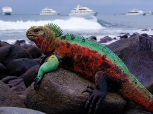 Galapagos Wildlife: Marine iguana with boats © Robin Slater