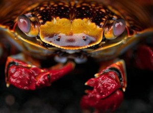 Galapagos Wildlife: Sally Lightfoot crab © Katy Wright