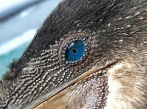 Galapagos Wildlife: Flightless Cormorant Eye © Volker Koch