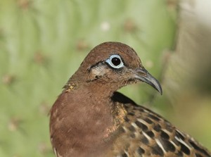 Galapagos Wildlife: Galapagos Dove © Luis Ortiz Catedral