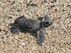 Galapagos Wildlife: Turtle Hatchling © Bill Hale