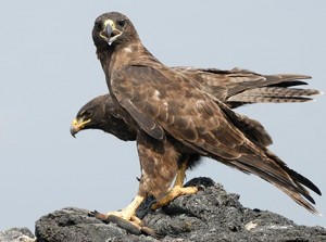 Galapagos Wildlife: Galapagos hawk © John Belchamber