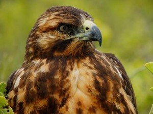 Galapagos Wildlife: Galapagos Hawk © Susanna Kubernus