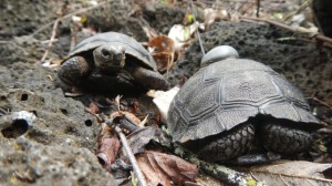 Galapagos Wildlife: Tagged tortoise © Steve Blake