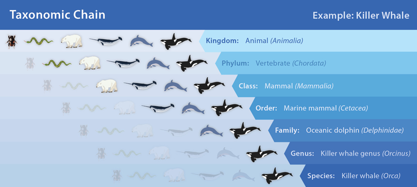 species classification