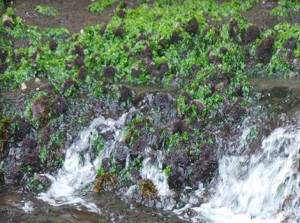 Galapagos Wildlife: Green Sea Lettuce © GCT