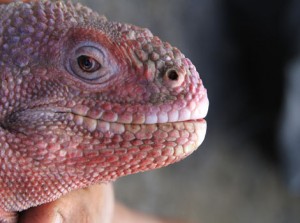 Galapagos Wildlife: Galapagos Pink Iguana © Galapagos National Park