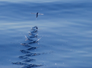 Galapagos Wildlife: Flying Fish © David J Ringer