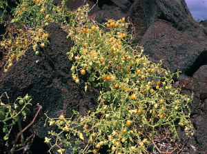 Galapagos Wildlife: Galapagos Tomato © GCT