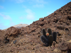 Galapagos Wildlife: Lava cactus © Claire Cockcroft