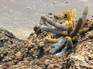 Galapagos Wildlife: Lava cactus © David Gifford