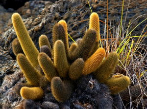 Galapagos Wildlife: Lava cactus by © Roger Bates