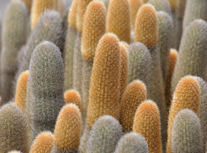 Galapagos Wildlife: Lava cactus © Martin Whitaker