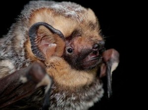 Galapagos Wildlife: Hoary Bat © Daniel Neal