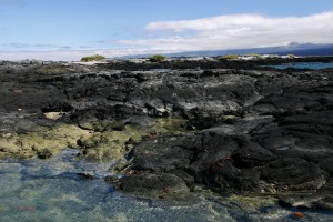 Galapagos Places: Fernandina Island © Vanessa Green