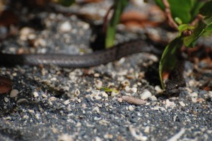 Galapagos Wildlife: Galapagos Banded Snake © Baijul Patel