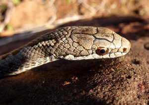 Galapagos Wildlife: Galapagos Banded Snake © Charles Darwin Foundation