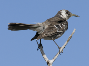 Galapagos Wildlife: Floreana Mockingbird © Paquita Hoeck