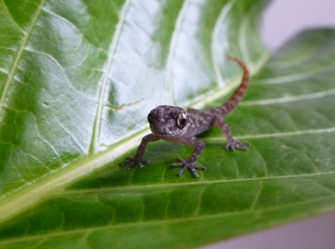 Galapagos Wildlife: Rabida Gecko © Island Conservation