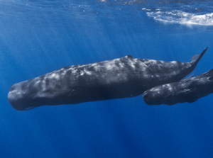 Galapagos Wildlife: Sperm Whales © Gabriel Barathieu