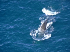 Galapagos Wildlife: Sperm Whale