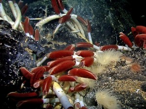 Galapagos Wildlife: Giant Tube Worm © NOAA