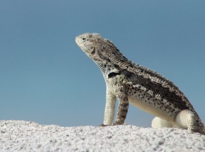 Galapagos Wildlife: Lava Lizard © Luiz Ortiz Catedral