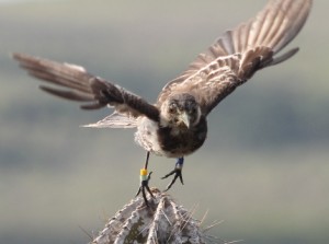 Galapagos Wildlife: Mockingbird Flight © Luiz Ortiz Catedral