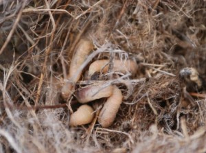 Galapagos Wildlife: Philornis downsi larvae © A Muth