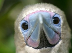 Galapagos Wildlife: Red Footed Booby © Chris Hall