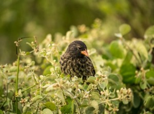 Galapagos Wildlife: Vampire Finch Rest © Simon Pierce