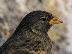 Galapagos Wildlife: Vampire Finch © Simon Pierce