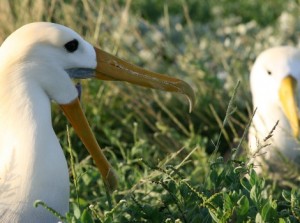 Galapagos Wildlife: Waved Albatrosses @ Robert Silbermann