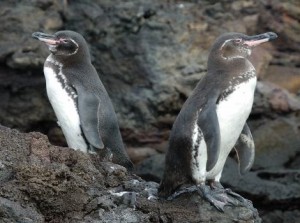 Galapagos Wildlife: Galapagos Penguins © Trevor Platt