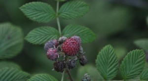 Galapagos Wildlife: Himalayan Hill Raspberry © Kelvin Boot