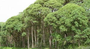 Galapagos Wildlife: Scalesia pedunculata © © Patricia Jaramillo and Charles Darwin Foundation