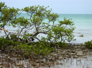 Galapagos Wildlife: Black Mangrove 2 © Florida Museum of Natural History