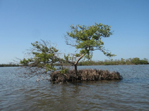 Galapagos Wildlife: Black Mangrove © Wikipedia.org