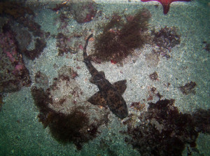 Galapagos Wildlife: Galapagos Bullhead shark from above ©Lucy Rickards