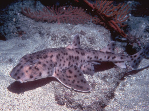 Galapagos Wildlife: Galapagos Bullhead shark © Paul Humann